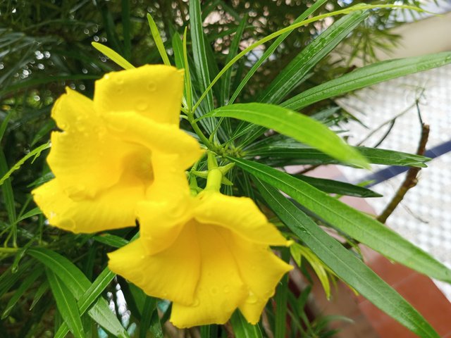 IMG_20250628_101549_125.jpg