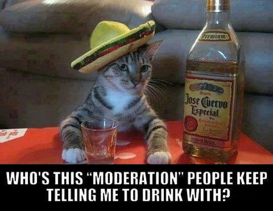 cool-drunk-Mexican-cat-Tequila.jpg