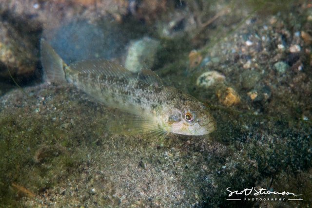 Coastrange Sculpin-3.jpg