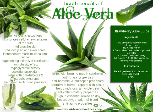 Aloe Vera Benefits Heal Skin Constipation Immune System Steemit