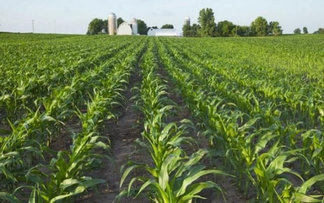 corn-farm (1).jpg