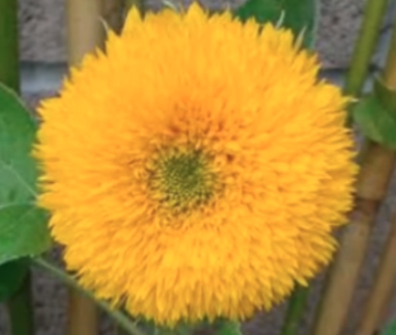 Sunflower image.png