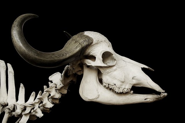 skeleton-67740_1280.jpg