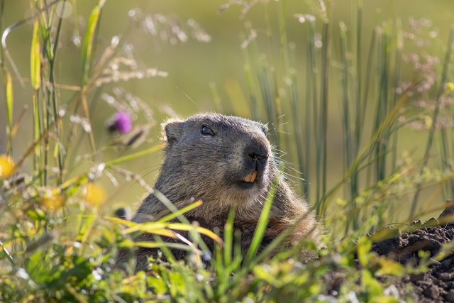 marmot-7338831_1280.jpg