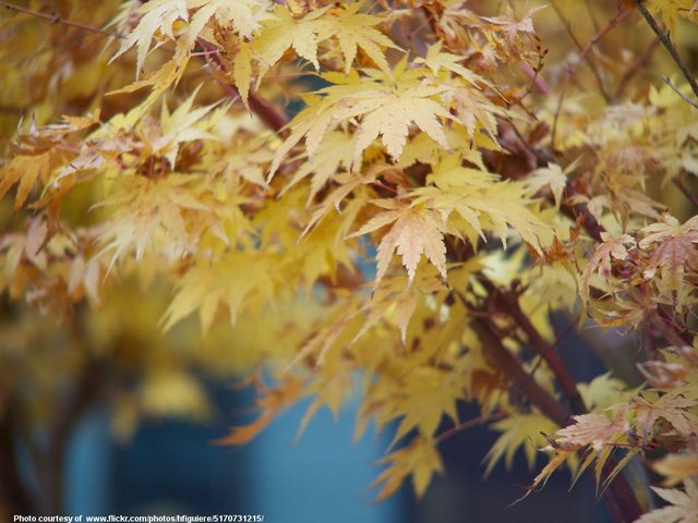 YellowAutumnLeaves-001-102818.jpg