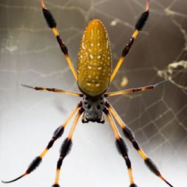 araña bananera.jpg