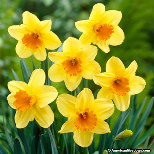 daffodil-fortissimo1.jpg