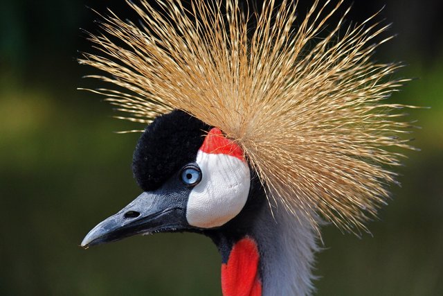 black-crowned-crane-4389916_1280.jpg