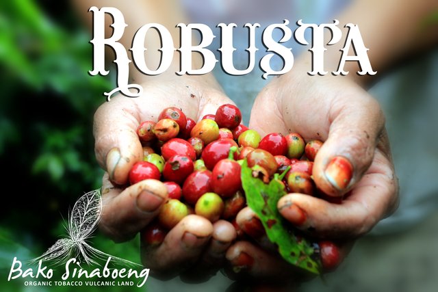 robusta.jpg