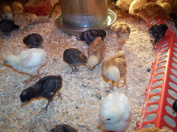 Chicks under brooder5 - Swimmer crop May 08.jpg