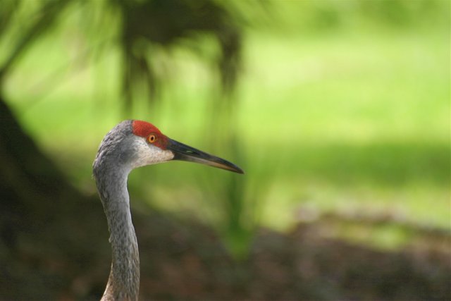 crane head.jpg