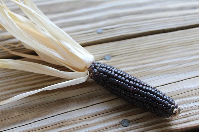 corn-2798028_1920.jpg