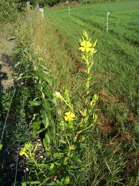 Driveway - weed5 crop August 2019.jpg