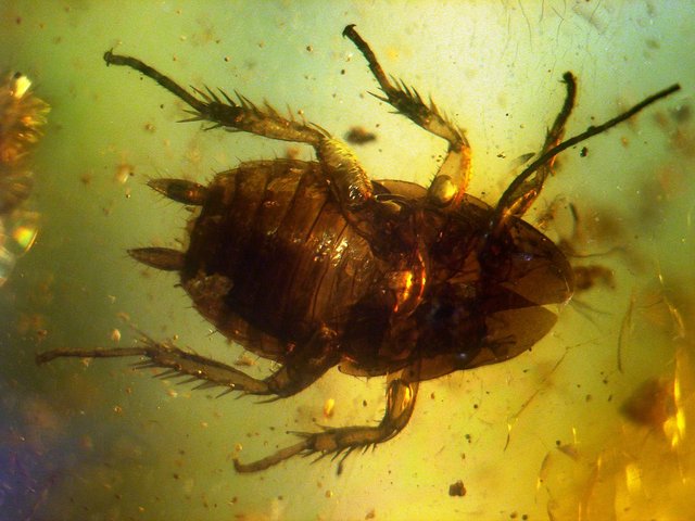 1200px-Baltic_amber_inclusions_-_Cockroach_(Pterygota,_Neoptera,_Dictyoptera,_Blattodea).jpg
