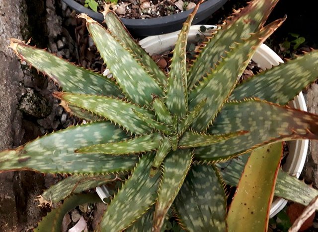 Aloe Zebrina1.jpg