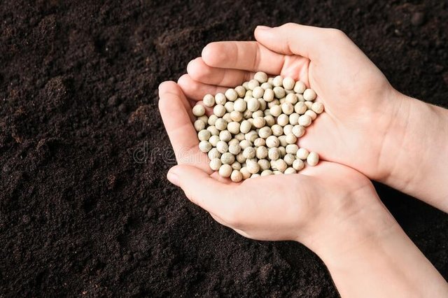 woman-holding-pile-peas-over-soil-above-view-vegetable-seeds-planting-196624382.jpg