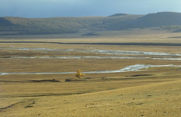Tree_on_the_Mongolian_steppe_(June_1997) Damiano Luchetti free.jpg