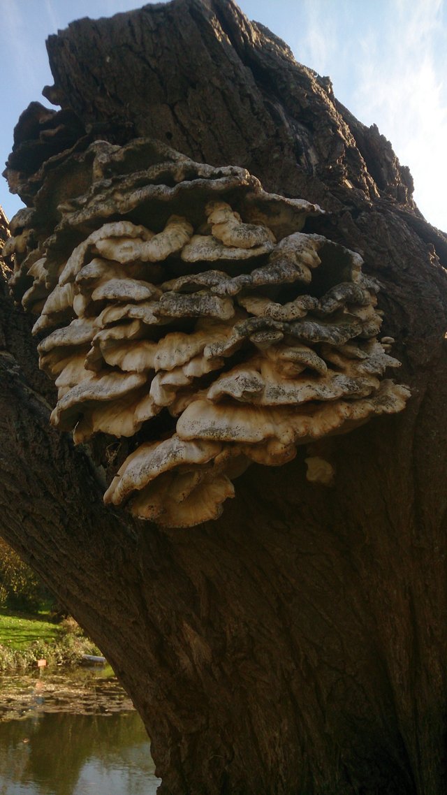 mushroomtree2.JPG