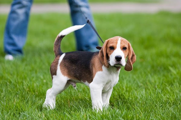 cho-san-tho-beagle-14-giong-cho-dep-nhat-the-gioi.jpg