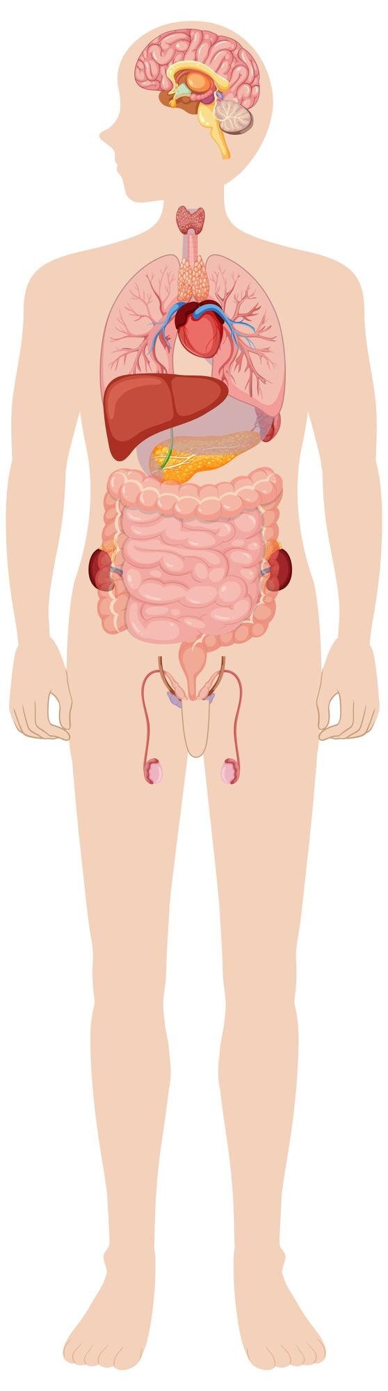 human-body-internal-organs-diagram_1308-172547.jpg