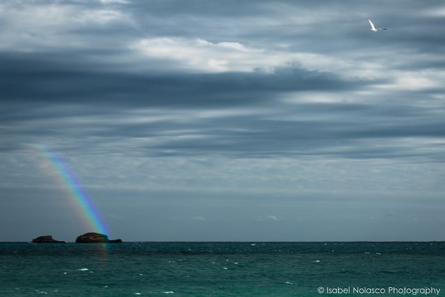 praia gaivota arco iris.jpg