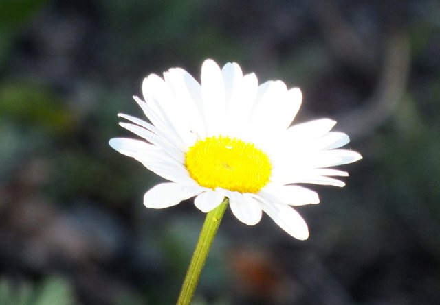 1006-Daisy.jpg