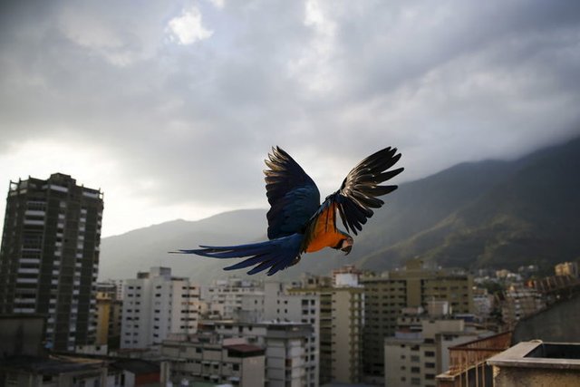 caracas guacamaya.jpg