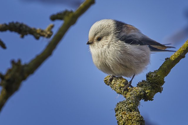 natur_tiere_winter_tierev_gel_v_gel_schwanzmeise_winter20162017_tierev_gel-1024770.jpg