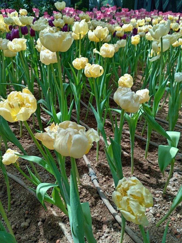 Tulips26.jpg