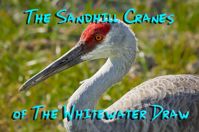 sandhill-cranes.png
