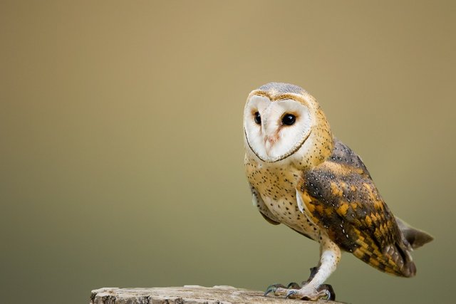 barn-owl-2988291_1280.jpg