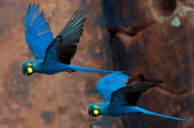 Lear's_Macaw_Anodorhynchus_leari_(cropped).jpg