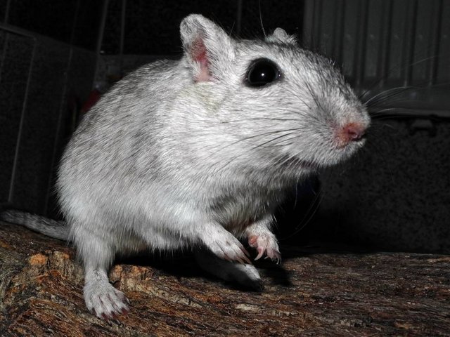 Rennmaus Bild des Tages
