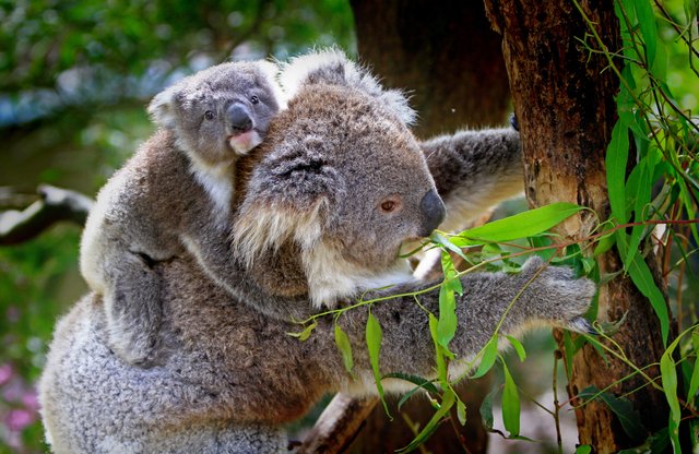 koala-61189.jpg