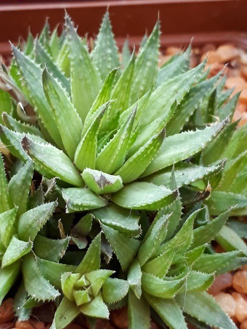 Haworthia reticulata var. subregularis.jpg