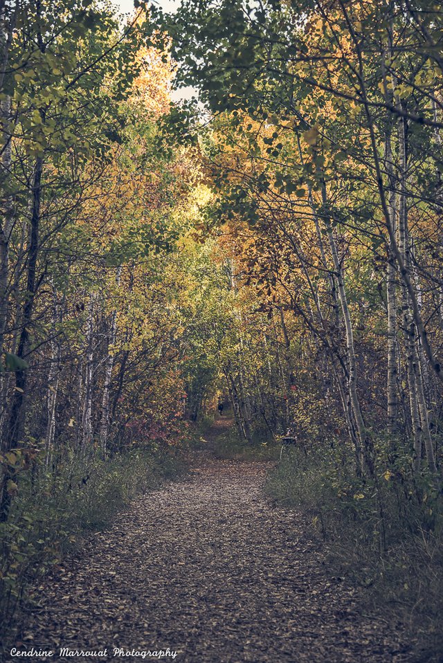 Assiniboine Forest 34 scaled.jpg