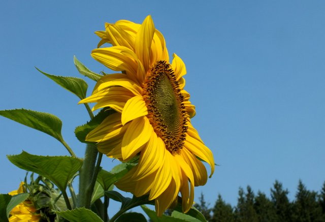 0122-Sunflower5.jpg