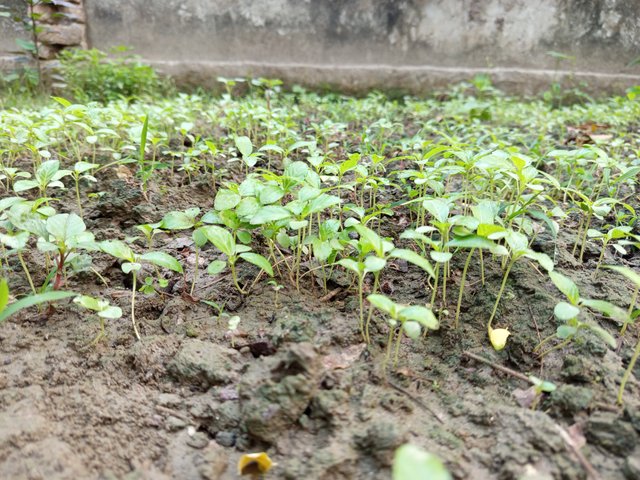 patshak (5).jpg