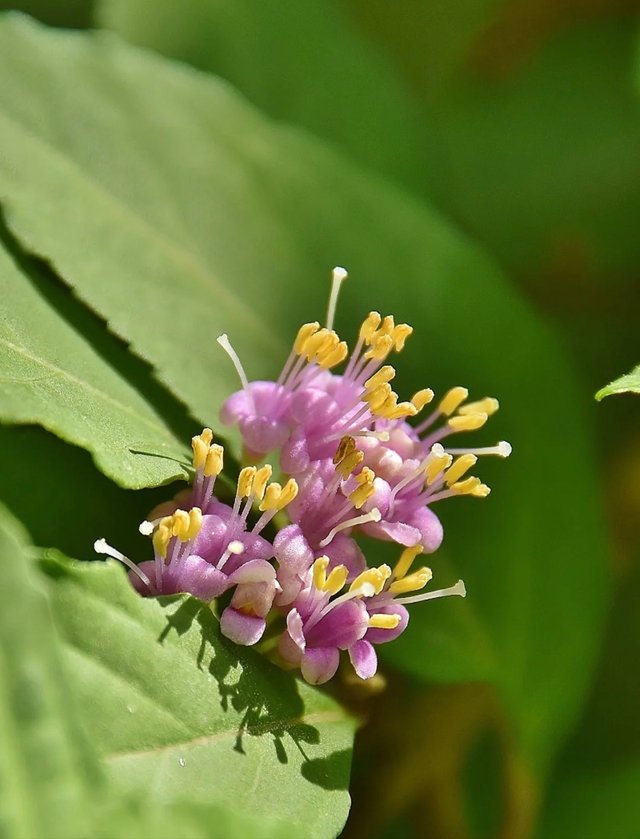 IMG_20250611_083442.jpg