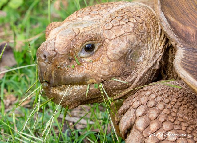 African spurred tortoise-5.jpg