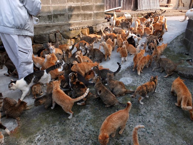 044 Wikipedia-Cats_in_aoshima_island_2.jpg