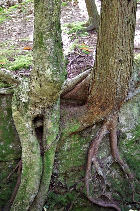 twisted roots forest.jpg