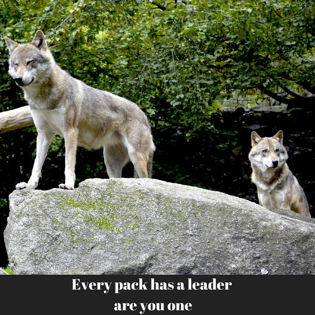 Every pack has a leader are you one.png