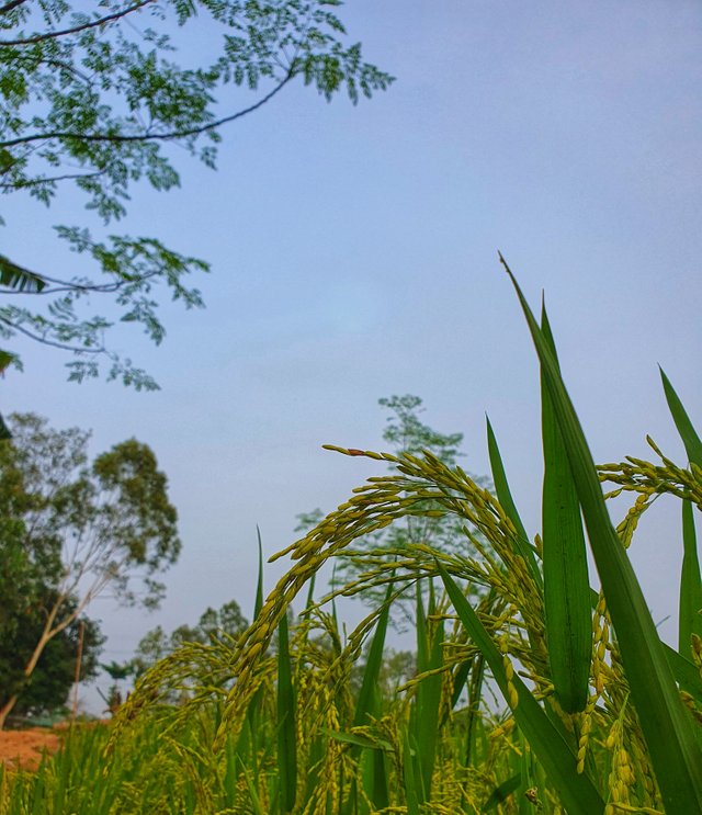 20250515_172705-01.jpeg