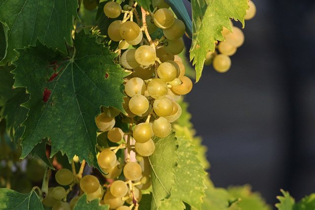 grape-3586314_960_720.jpg