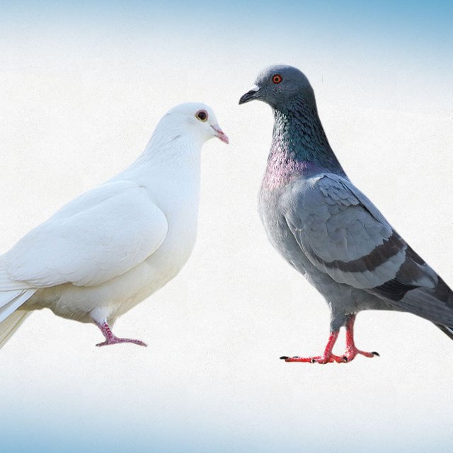 Pigeons Vs Doves picture Funny or die.jpg