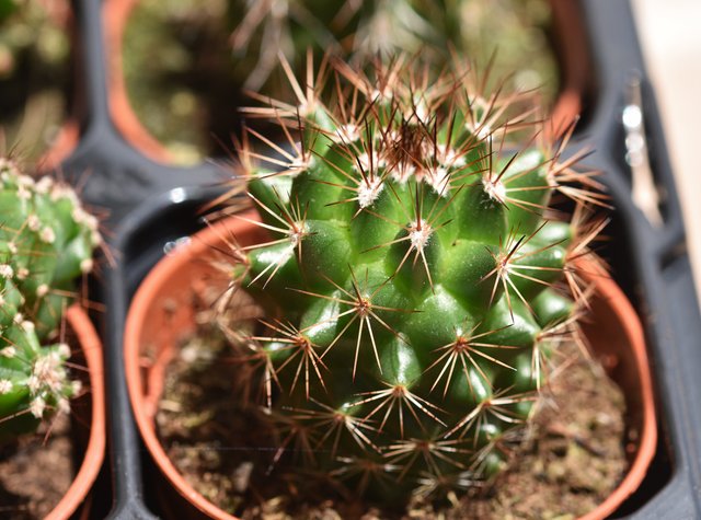 Cactus Mammillaria dark spines.jpg