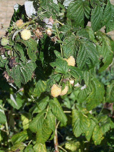 Anne raspberry still fruiting crop September 2019.jpg