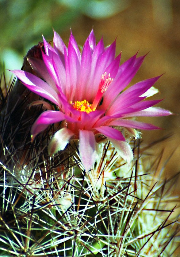 barrel cactus 7x5.jpg