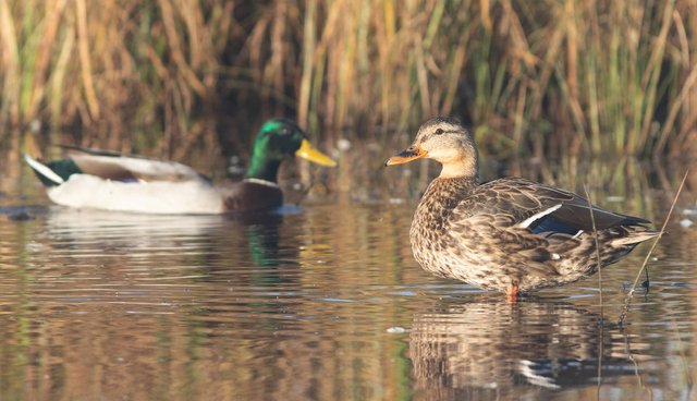 DougHitchcoxMallards02.jpg